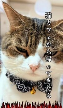 【不機嫌そうな猫ちゃん】怒ってる？猫カフェから帰宅した飼い主さんへの対応が可愛すぎる！