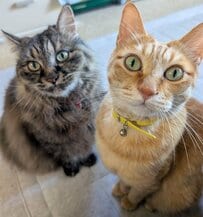 【3万いいね】母猫の「愛情たっぷり」な毛繕いが…意外な展開に思わず二度見！