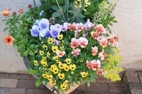 うちの玄関前プランターに「植えてよかった」春の花＆カラーリーフ5選！センスよく見せるコツも