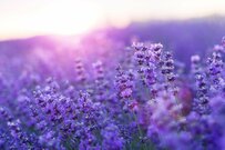 【ガーデニング】秋に可憐な花が咲く〈ハーブおすすめ8選〉の美しい花姿