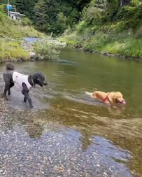 初心者に水遊び教育中のゴールデンレトリバー スパルタながら体を張る姿が「なんだかんだ優しい」と話題