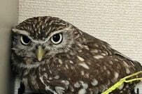 自宅にある「まさかの場所」でくつろぐフクロウ　思わず「痛くないの？」と心配してしまう光景が話題