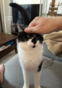 頭をなでられてちょっと変な形になったハチワレ猫…されるがままの姿が愛らしい