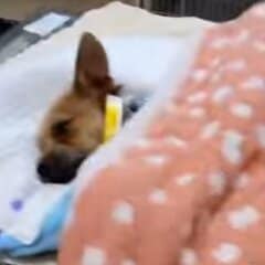 果樹園に捨てられていた犬を救助するも手術で体調急変…困難を乗り越えて回復していく姿に感動