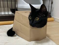 紙袋を被って “香箱座り”をする猫ちゃんに思わずクスッ！ユニークな見た目に癒される人続出