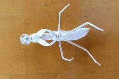 掃除中に「真っ白なカマキリ」を発見？ 見慣れない美しい姿に「保管しておきたい」「芸術的」