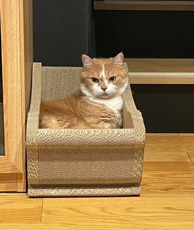 「キリッ！」とかっこいい虎太郎くん