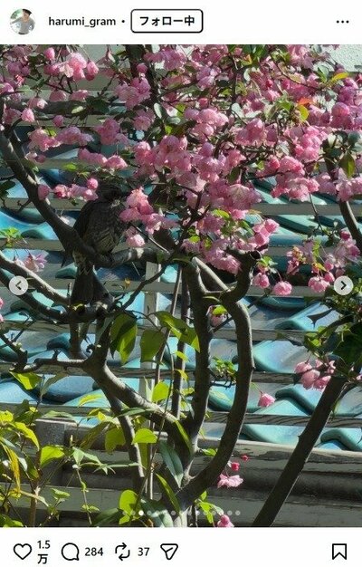 栗原はるみのInstagram投稿