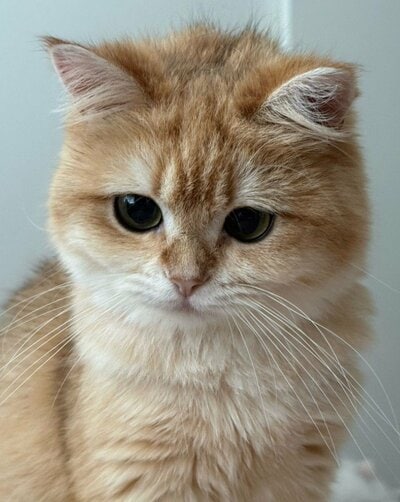 どこか切なげな表情がかわいいひめちゃん