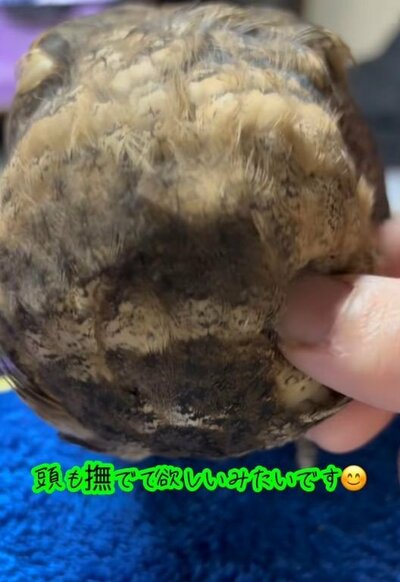 投稿動画のワンシーン