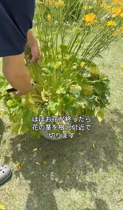 ラナンキュラスラックスの花後のお手入れの写真