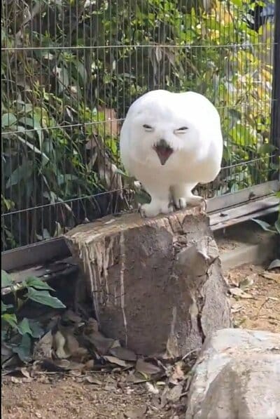 東武動物公園