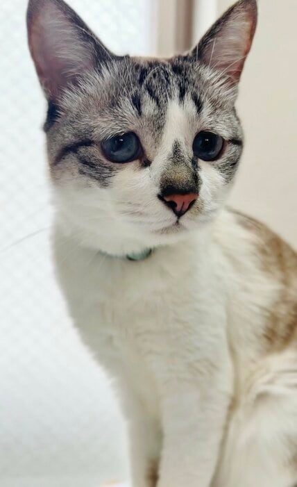 「ブレても可愛いのすごい」ぴえん猫の手ブレ写真に「なんでこんなに可愛いの」と共感の声届く