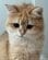 【思わず触りたくなる】視界を埋め尽くすモフモフ感 猫が突き出した前足がたまらない