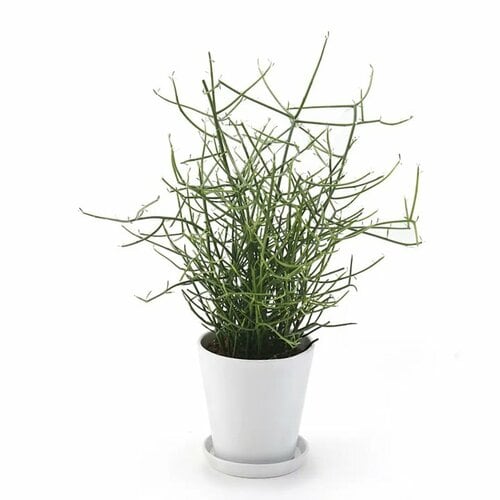 ミルクブッシュ 白丸鉢入り