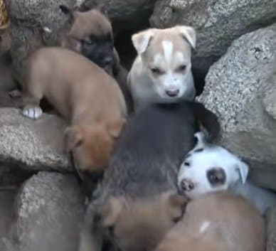 岩窟で寄り添って暮らしていた犬の家族　「成犬2匹と子犬7匹」の救出劇にウルッとしてしまう…
