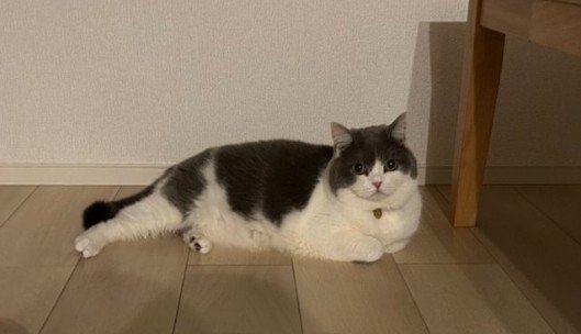 「ああ…癒し写真」透明ボウルにみっちり！まん丸な猫の「おててとあんよ」が4万表示