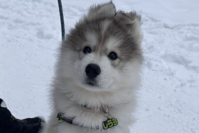 きょとんとこちらを見つめる「8kgの子犬」　1年後「26kgに成長した姿」に思わず目を疑う
