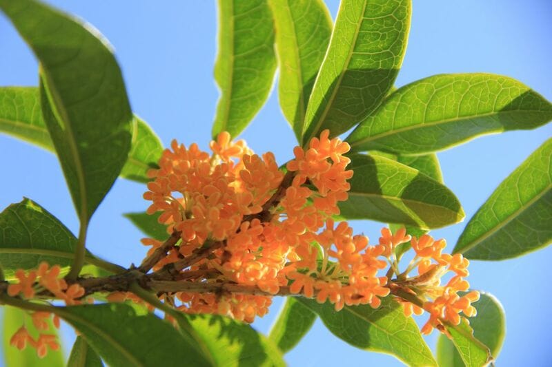 秋にいい香りの花が咲く【キンモクセイ＆その仲間4種】狭い庭で育てやすい庭木やほのかな香りの花も