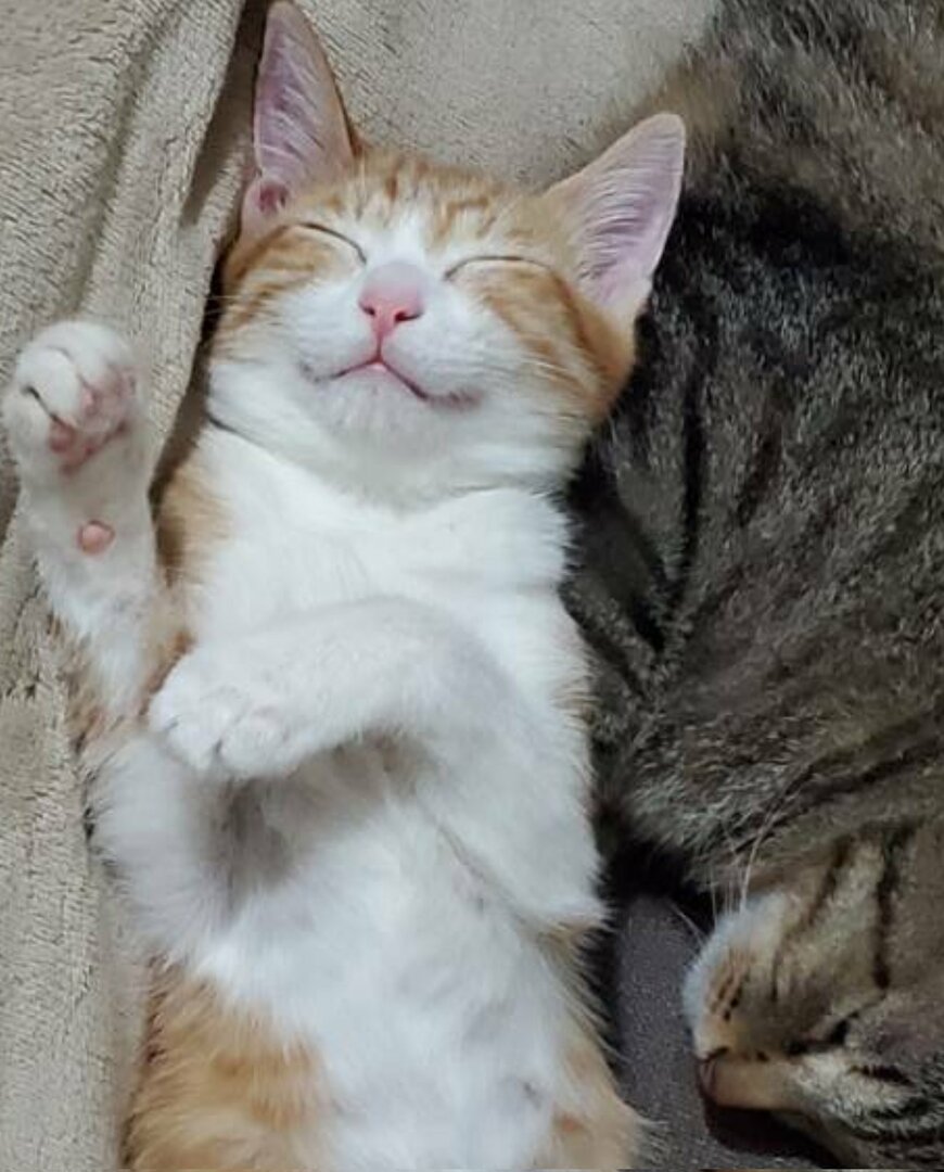 出所：@mero627puri914