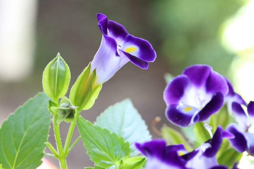 miwa_in_oz/istockphoto.com