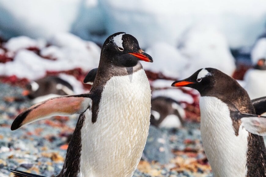 Goldilock Project/shutterstock.com