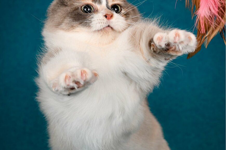 画像出典：MDavidova/shutterstock.com