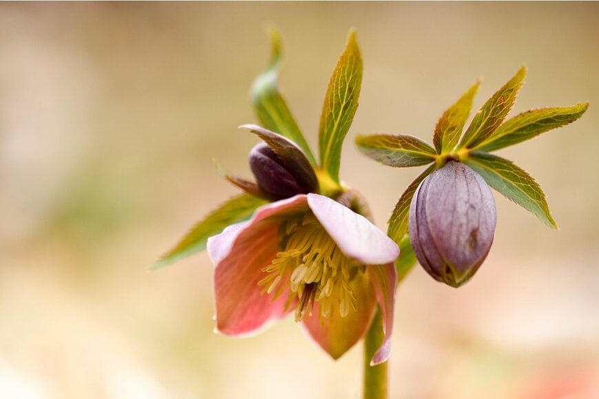 KatalinLinda/Shutterstock.com