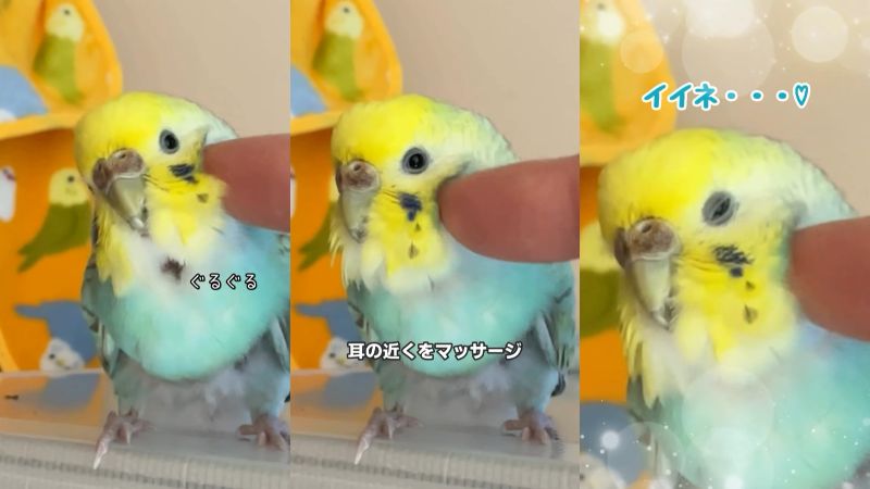 出所：@daiinkoteikoku_soraoto