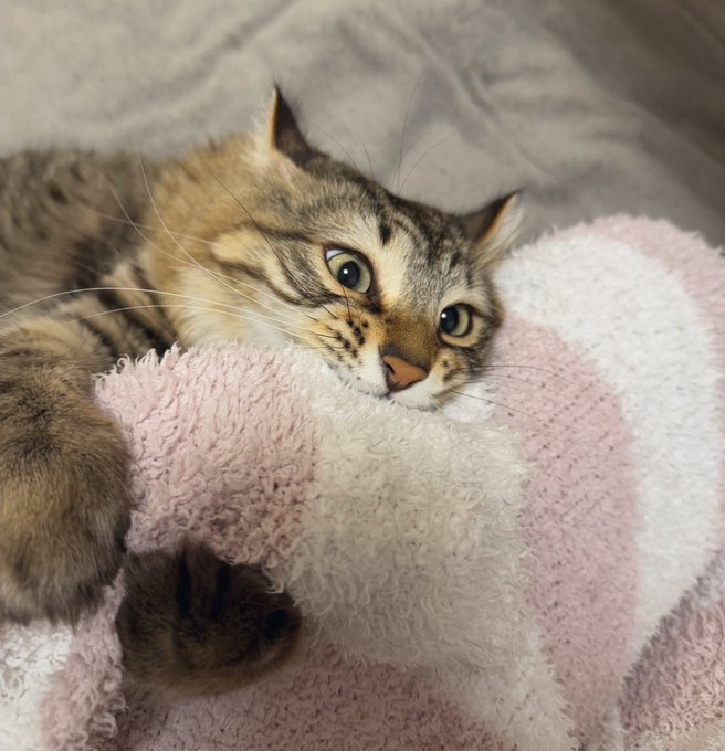 出所：@tomiyama_1012