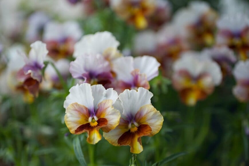 Mami Nozaki/shutterstock.com