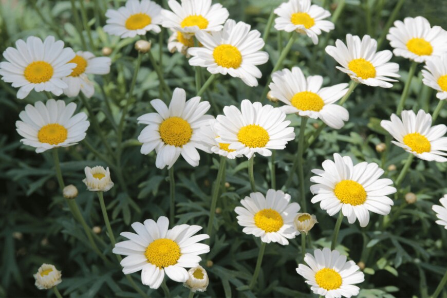 Augenstern/shutterstock.com