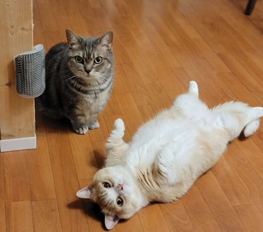 出所：@nekotansoku