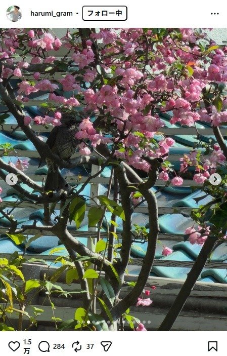 出所：栗原はるみのInstagram（＠harumi_gram）　参照日：2026年4月3日
