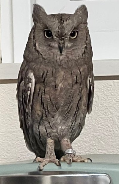 出所：@HardcoreOwl0911