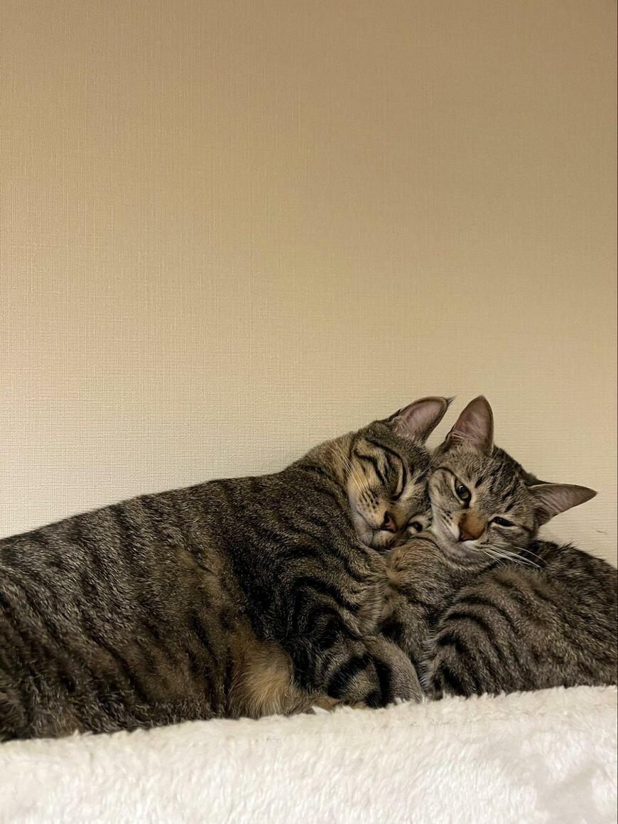 出所：@kagisuzu0531