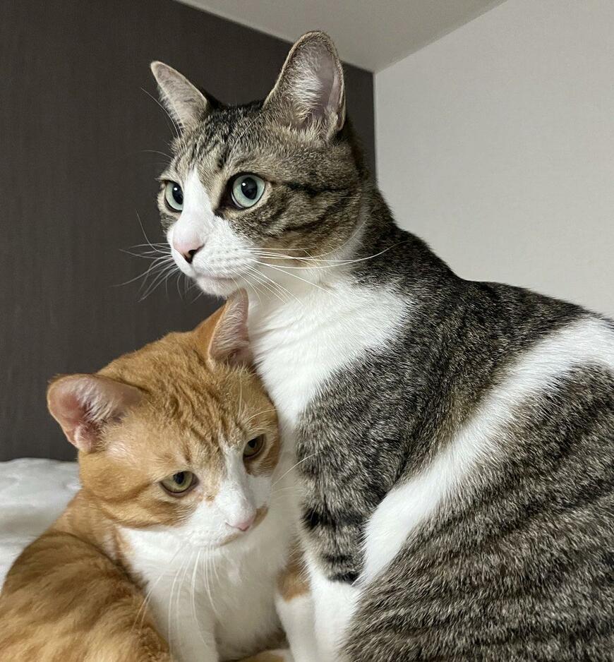 出所：@Neko2Obasan