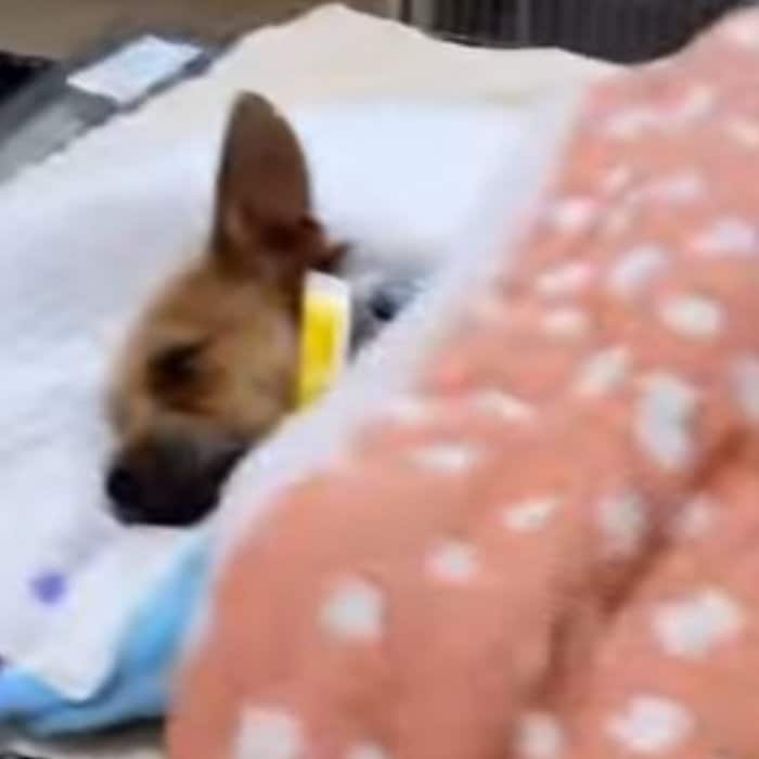 果樹園に捨てられていた犬を救助するも手術で体調急変…困難を乗り越えて回復していく姿に感動