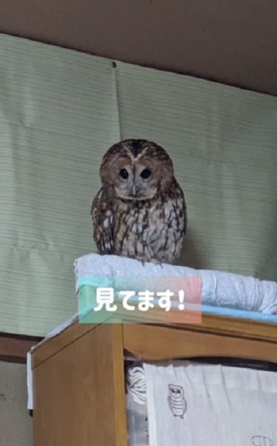 出所：@mori_luna_tawny_owl