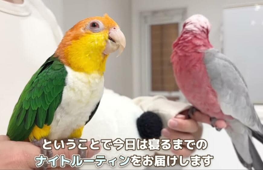 出所：@anz_omomiri