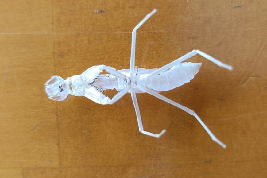 掃除中に「真っ白なカマキリ」を発見？ 見慣れない美しい姿に「保管しておきたい」「芸術的」