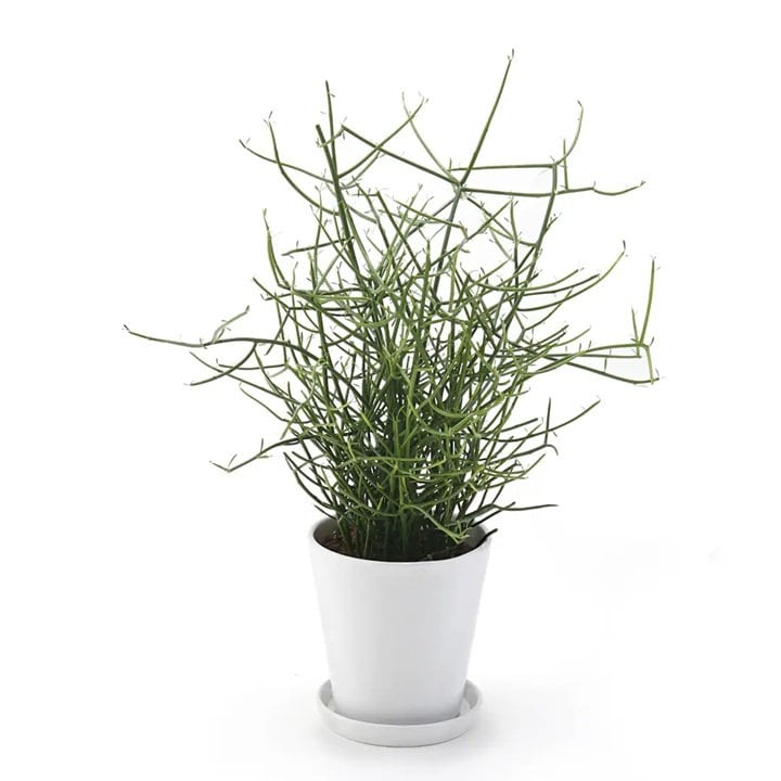 画像出所：無印良品公式オンラインストア