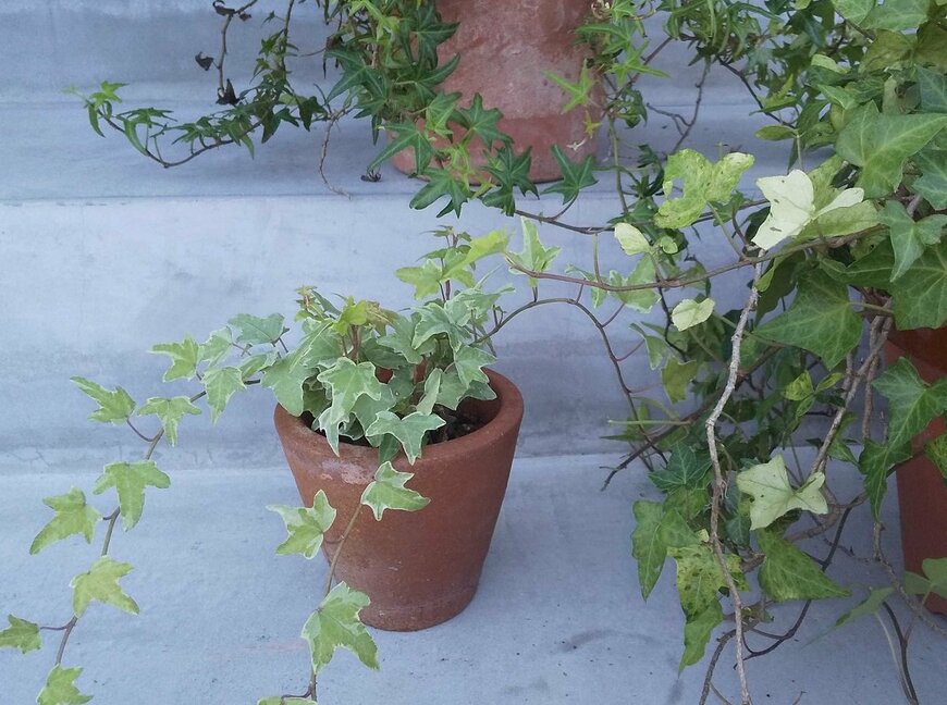 葉の形が様々なアイビー（著者撮影）