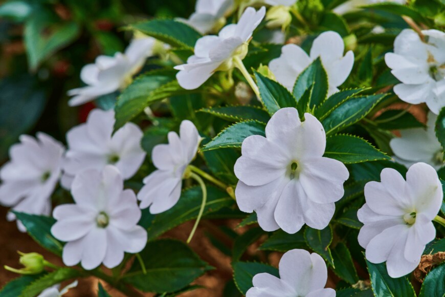インパチェンス　RadekSklenicka/shutterstock.com