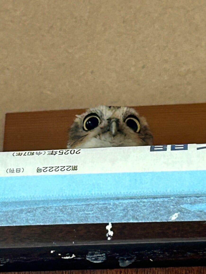 【飛翔するフクロウ】可愛い顔で見事な発射！しかし…意外な本心に飼い主さんは号泣