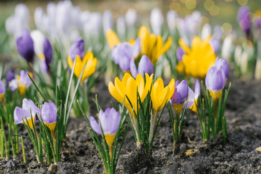 Chamomile_Olya/shutterstock.com