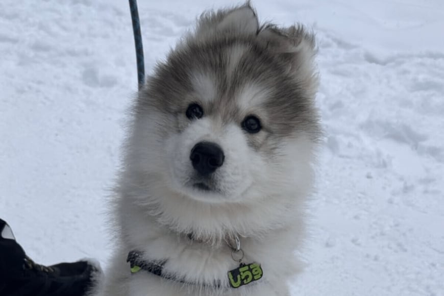 きょとんとこちらを見つめる「8kgの子犬」　1年後「26kgに成長した姿」に思わず目を疑う