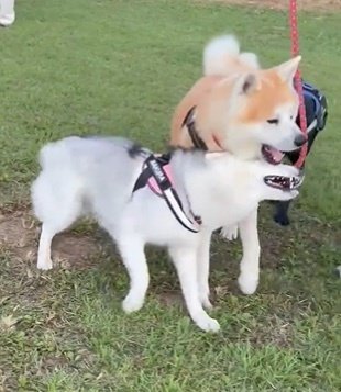 出所：@Livewithhusky