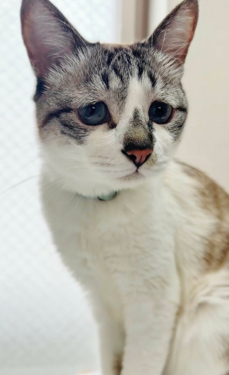 「ブレても可愛いのすごい」ぴえん猫の手ブレ写真に「なんでこんなに可愛いの」と共感の声届く