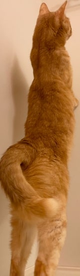 出所：@Teagle_Noir